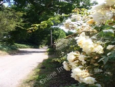 Photo 6x4 Heath Lane Godalming Roses ramble over the wall in this rural B c2009