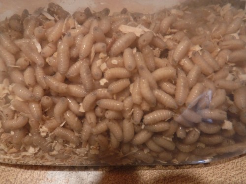 Live Waxworms 250 To 1000 Count - Food For Reptiles & Bait For Fishing