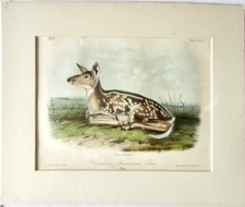 AMERICAN DEER  AUDUBON 1ST EDITION 1850 HAND COLORED  OCTAVO LITHO J.T.BOWEN