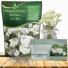 1 LB Achillea White Yarrow Seeds For Planting | Yarrow