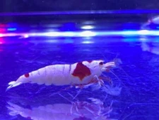 12 Crystal Red Shrimp CRS (Caridina cf. cantonensis) PRL Pure Red Line