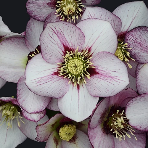 Hellebore French Kiss  Wedding Party® Series, WELL-ROOTED Plant. shipped trimmed