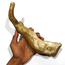 Rare spécimen de branche de corail blanc véritable de 767 grammes pour bijoux
