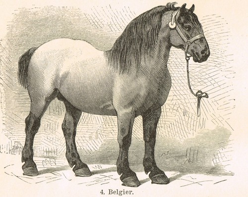 HORSE BREEDS Engraving ORIGINAL ANTIQUE PRINT 1898 Horses - Picture 9 of 9