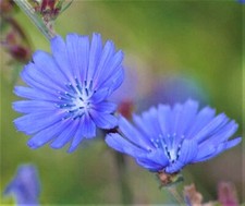 Blue Chicory Seeds 300+ SEEDS  NON-GMO  --BUY 4 ITEMS FREE SHIPPING