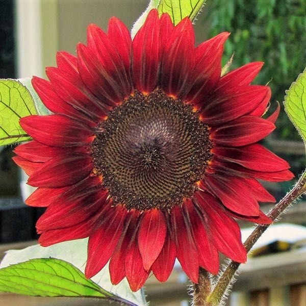 Red Sun Sunflower | Maroon Burgundy Velvet Queen Chocolate