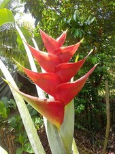 HELICONIA CARIBAEA BARBADOS FLAT RED LIVE RHIZOME TROPICAL PLANT