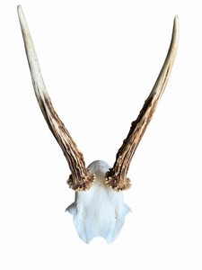 Roe Deer Skull | eBay