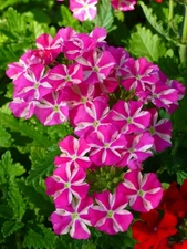 102 VERBENA VOODOO PINK STAR Live Plants Plugs Garden Home Planters AV