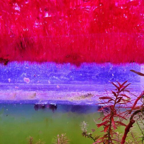 60+ Leaf Red Root Floaters Live Aquarium Floating Plant Buy 2 Get 1 Free - Picture 4 of 9