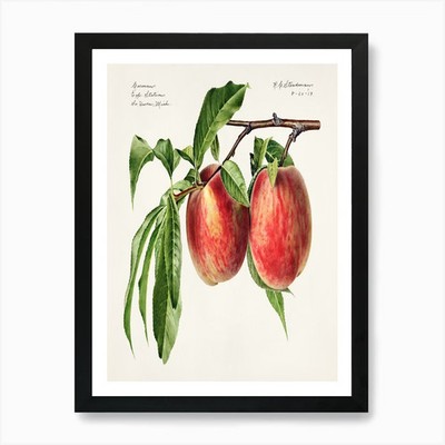 Zwei Pfirsiche auf einem Ast Kunstdruck gerahmt Wandbild Poster Leinwanddruck Bild