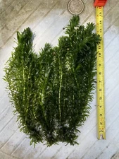 Anacharis Elodea- Beautiful Freshwater Live Plant Bundle, Lot Of 5 bunches.