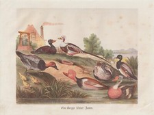 Rara Anatre Eisente Reiherente Eiderente Colorato Intaglio IN Legno Di 1861