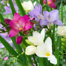 Easy to Grow Freesia Berries & Cream Collection 45 Plant Bulbs, Spring Zone 9-11