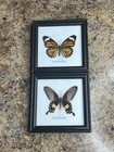 Vintage Lot of 2 Real Butterflies in 5x5” Framed Glass Display TAXIDERMY Rare — photo 1
