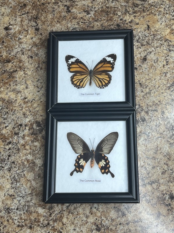 Vintage Lot of 2 Real Butterflies in 5x5” Framed Glass Display TAXIDERMY Rare