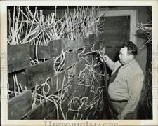 Foto de prensa 1944 T.A. Zona de alimentación de brotes de papa Kendall water mechinillas.