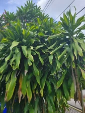 Dracaena Mass Cane Corn Plant - Live Plant from a 4" Pot.