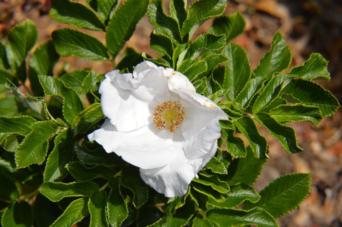 Rosa rugosa Alba | White Japanese Rose | 10_Seeds | eBay