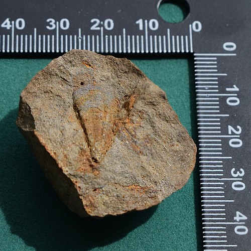 Conulariid Fossil Conularia africana from Devonian of Bolivia - Picture 12 of 12