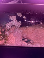 5 Gallon Glass Aquarium Starter Kits with Filter Pump Slim Hood with LED Light