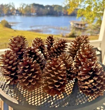 15 Medium Large Natural Pine Cones Lot  ~4-5" Crafts Decorations Decor Wreath NC