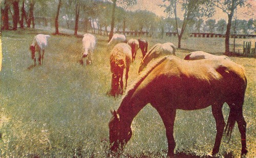 Billings & Sweetgrass Railroad R. P. O. Postal de 1910 - Imagen 2 de 2