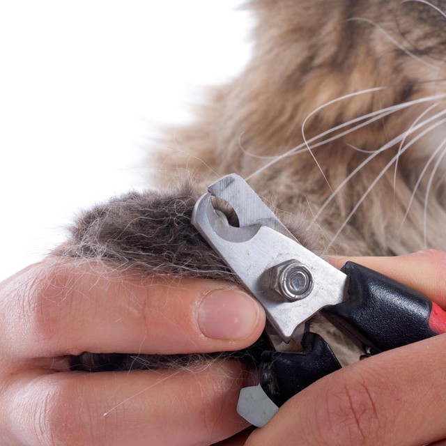 PRO GROOMER CAT NAIL CLIPPER with SAFETY GUARD Ergonomic Claw Trimmer