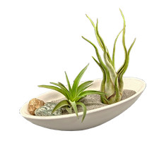 Micro-Steingarten mit Tillandsien mit 2 lebenden Tillandsien