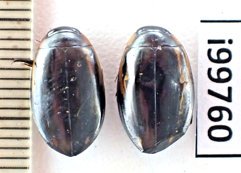 標本 Taiwan Dytiscoidae sp.37mm i99760. Dyticidae sp. Vietnam North | eBay