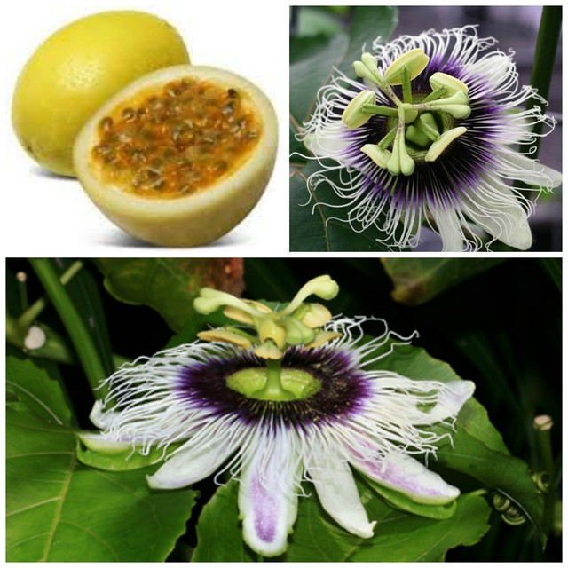 passiflora edulis plants for sale