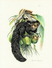 Palce Herrenifery lub naczelne - Obraz z nadrukiem artystycznym - 25,5 x 17,5 cm