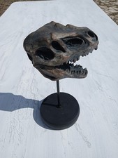 Stylish Tyrannosaurus Rex Skull Display Model! Replica Fossil 🦖 Dinosaur! U1