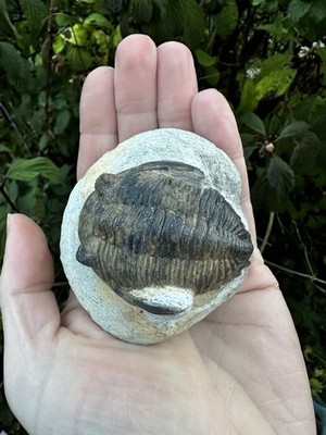 Hollardops Trilobit Fossil. Mitteldevon. Alnif, Marokko 