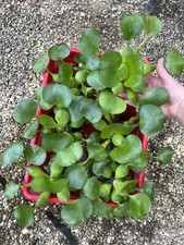 WEEKLY SALE  6 Water Hyacinth Koi Pond Floating Plants Algae Filter Jumbo 5  