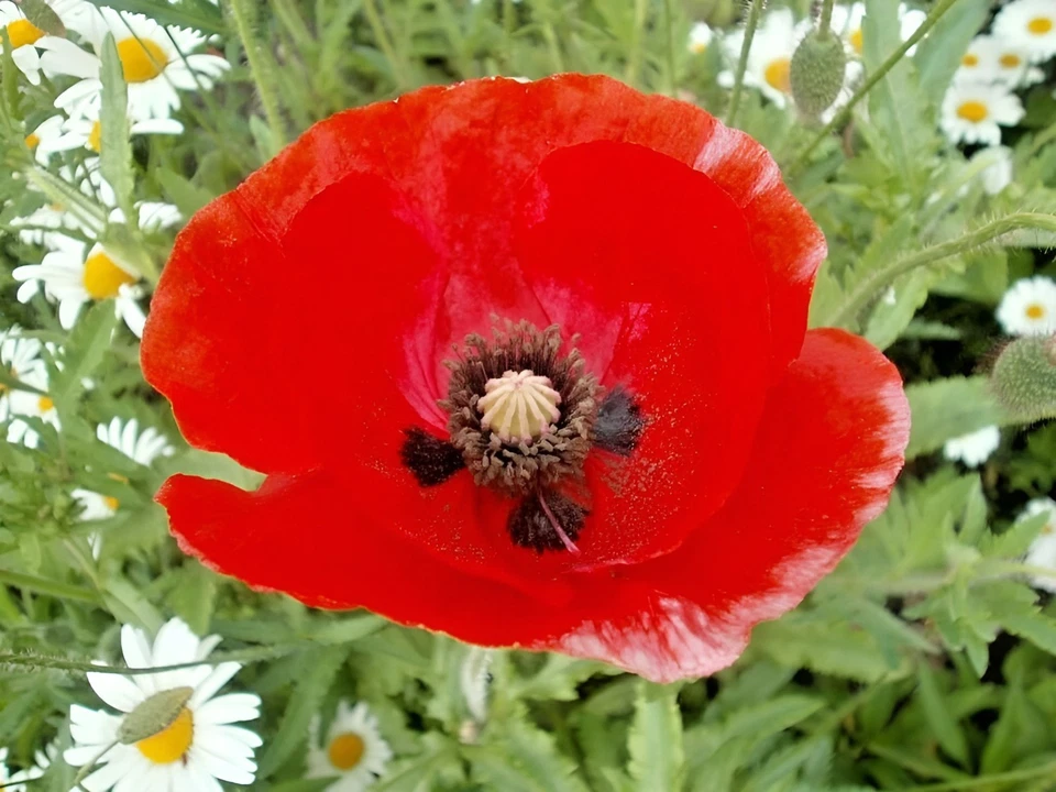 5,000 - 225,000 Wildflower Red Corn - Flanders Poppy Seeds (Papaver Rhoeas) Bulk - Image 4 of 4