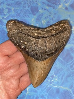 MEGALODON SHARK TOOTH 4.47” HUGE TEETH MEG SCUBA DIVER DIRECT FOSSIL NC 0971
