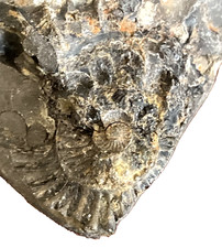 Ammonite Fossil In Crude Raw Mineral Rock Matrix