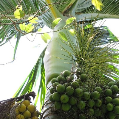 Betel Nut (Areca catechu)  - 1 seed