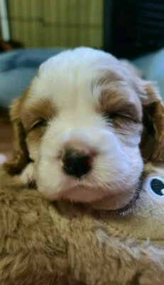 king charles cavalier puppies for sale gumtree