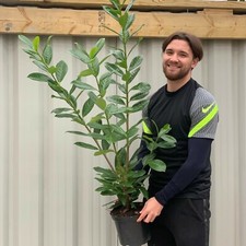 4ft Potted Cherry Laurels (100-120cm)