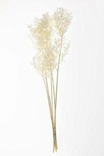 CBT Floral  Craft Dried Italian Ruscus White, 28-32inch Tall 