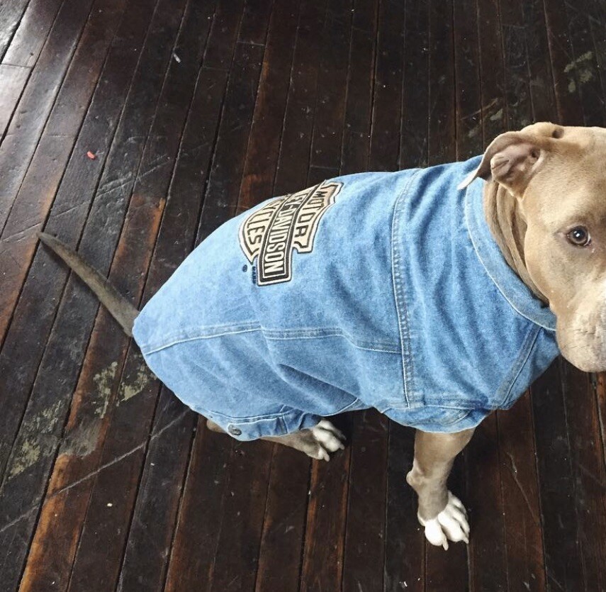 harley davidson denim dog jacket