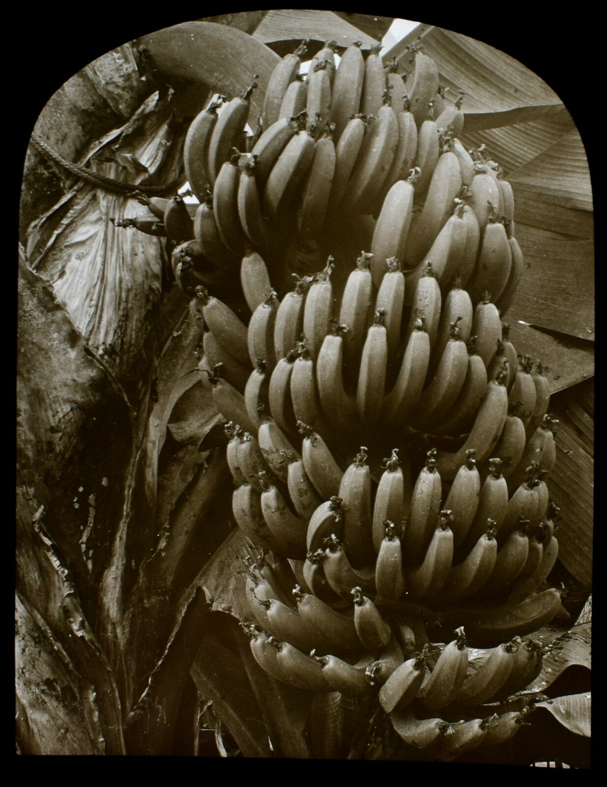 Magic Lantern Slide Un manojo de plátanos en el árbol foto c1910