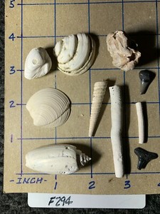 ☆Fossil Specimen 10 Pack - Berkeley Quarry S.C. - Barnacle-Dentalium-Teeth ☆294