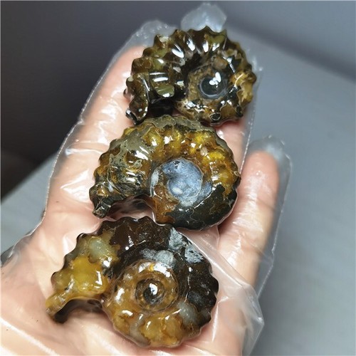 150g Ammonite specimens of natural conch from "goat's horn" of Madagascar L810 - Picture 2 of 13