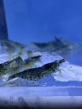 8  1 VERY RARE Shrimp Stunning BLUE STAR Neocaridina FREE SHIPPING  FREEBIES 