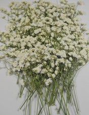 50 PCS Real Pressed Dried Flowers Mini White Gypsophila Baby's Breath
