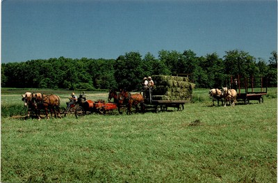 Amish, hay making time, horse-drawn hay bailer, wagons, barns, Postcard