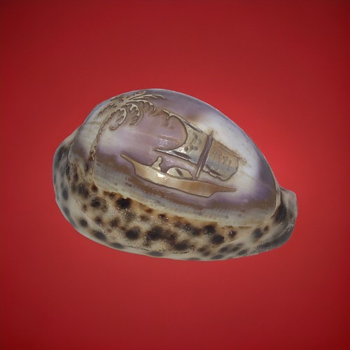 Tiger Cowrie HAND CARVED Shell BAHAMAS Souvenir Collectible